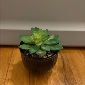 Green Succulent in Black Pot - Home Accent